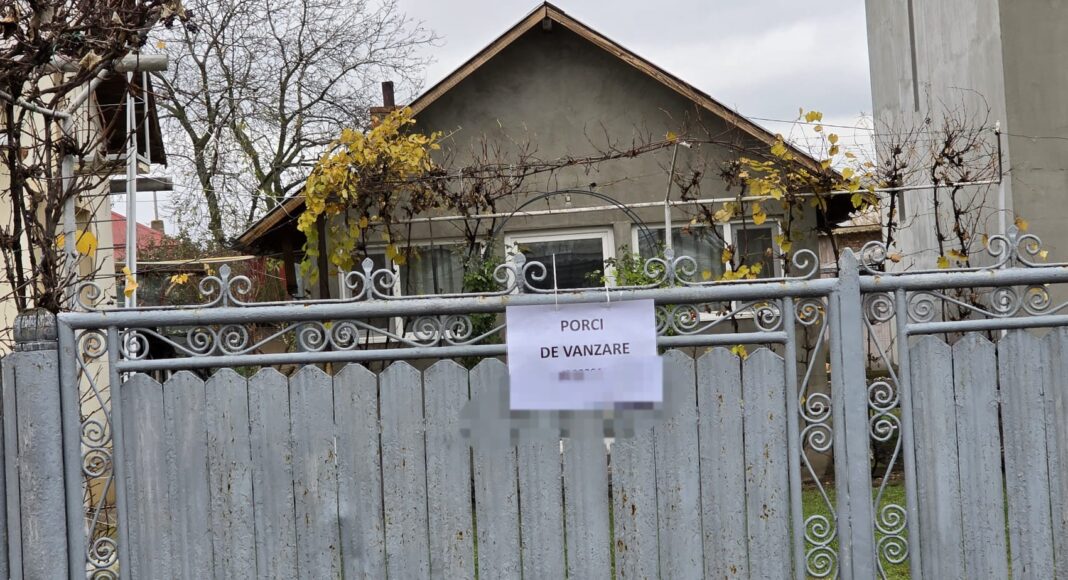 porci de vanzare