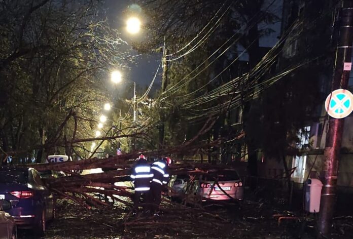 copac cazut pe masini