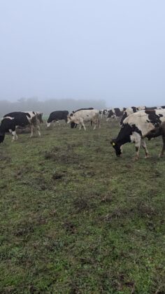 ferma struti prahova targsoru vechi