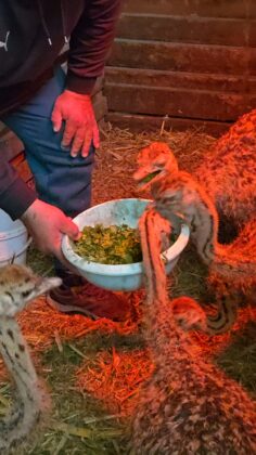 ferma struti prahova targsoru vechi