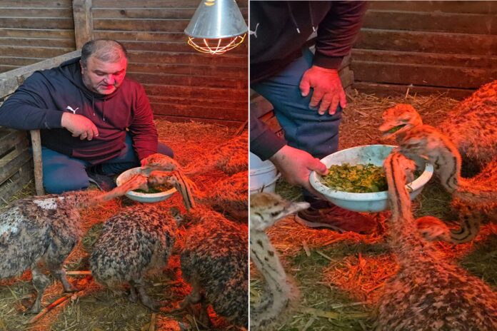 ferma struti targsoru vechi mihai balaban