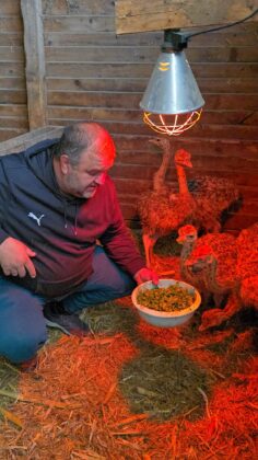 ferma struti prahova targsoru vechi