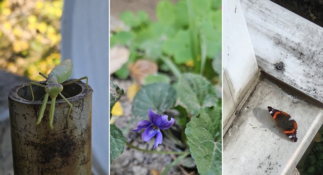 insecte flori