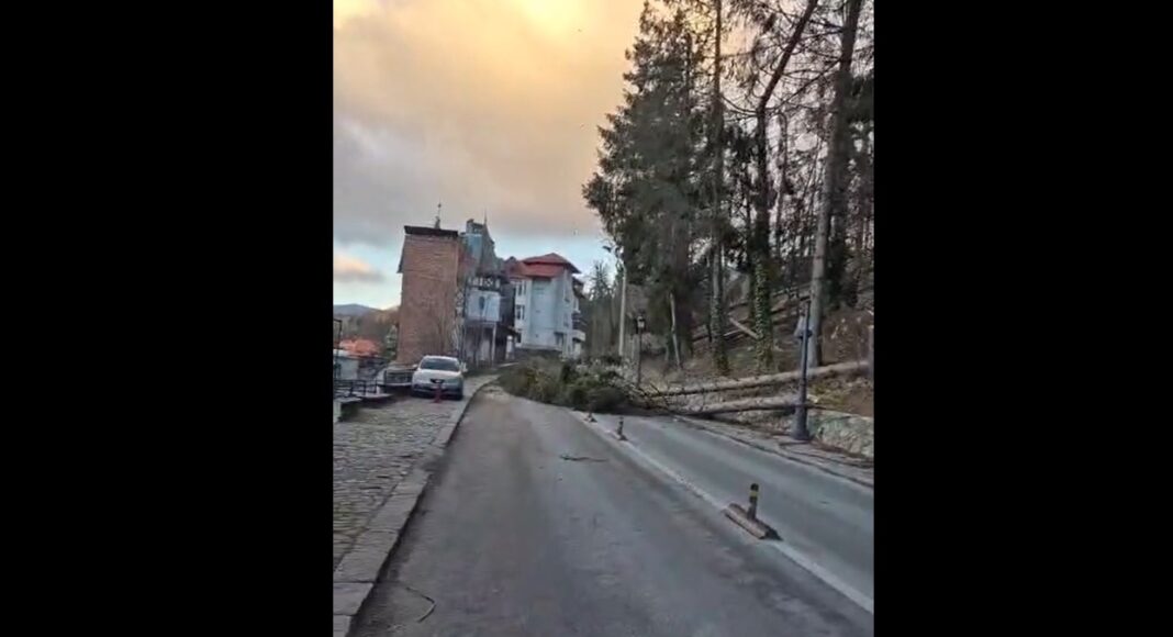 copaci doborati vant sinaia