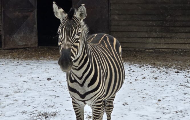 zebra