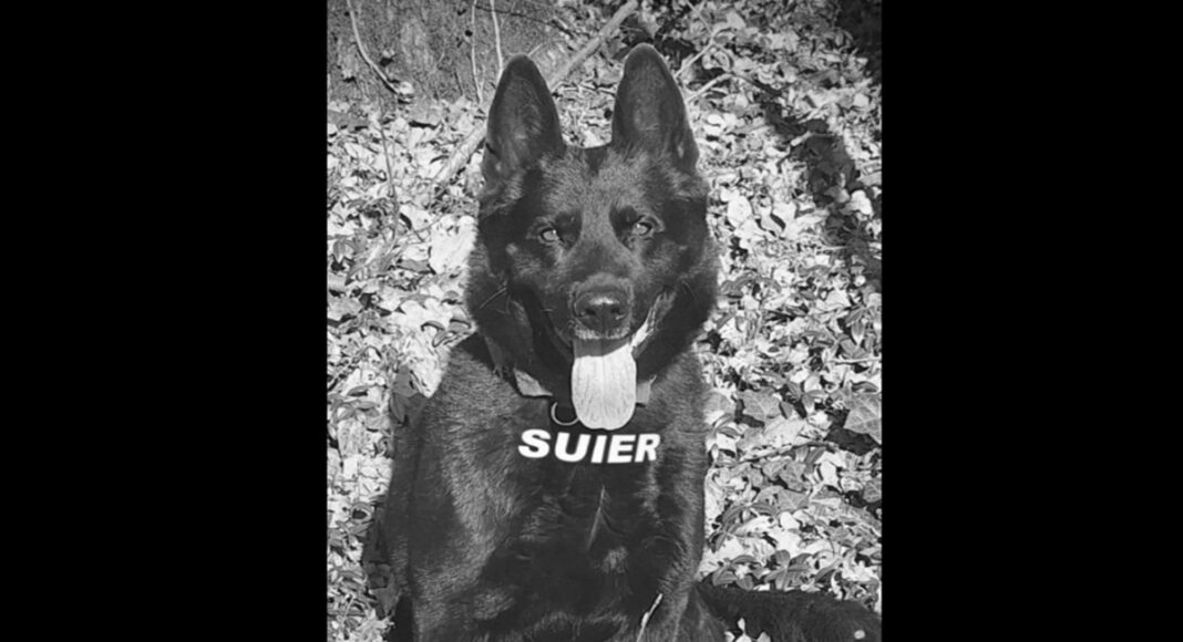 suier caine politist