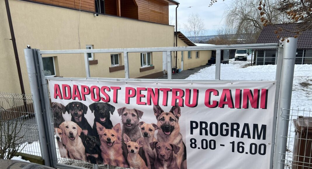 adapost caini boldesti