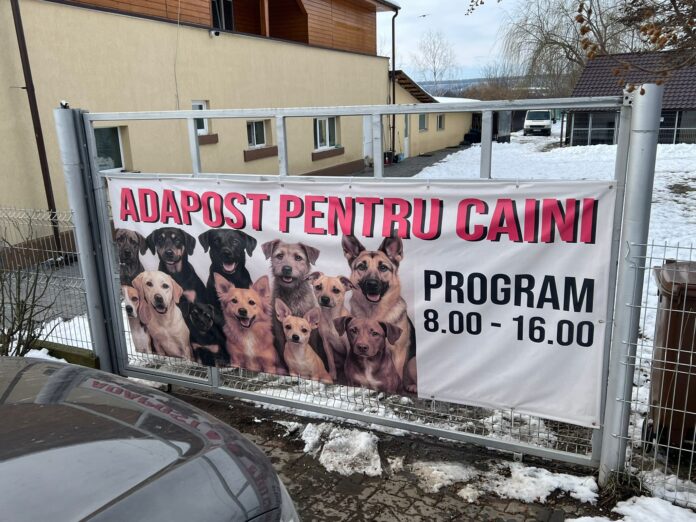 adapost caini boldesti