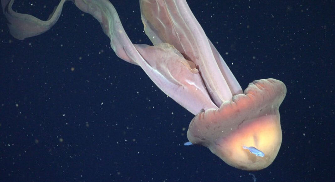 meduza gigantica