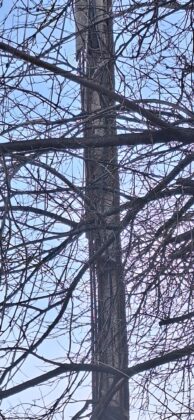 stalp electrica ploiesti paltinis