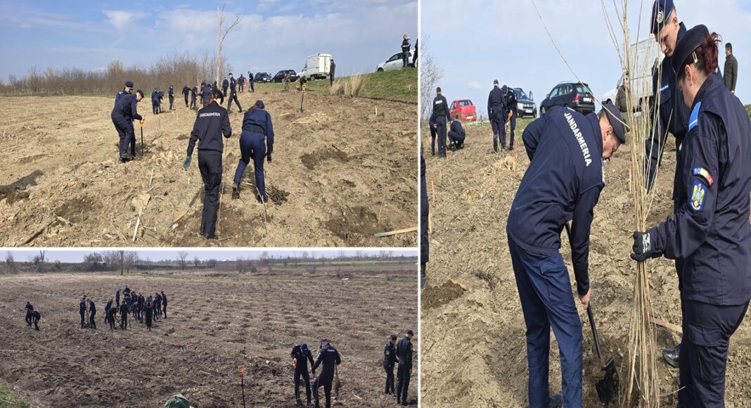 plantare copaci draganesti