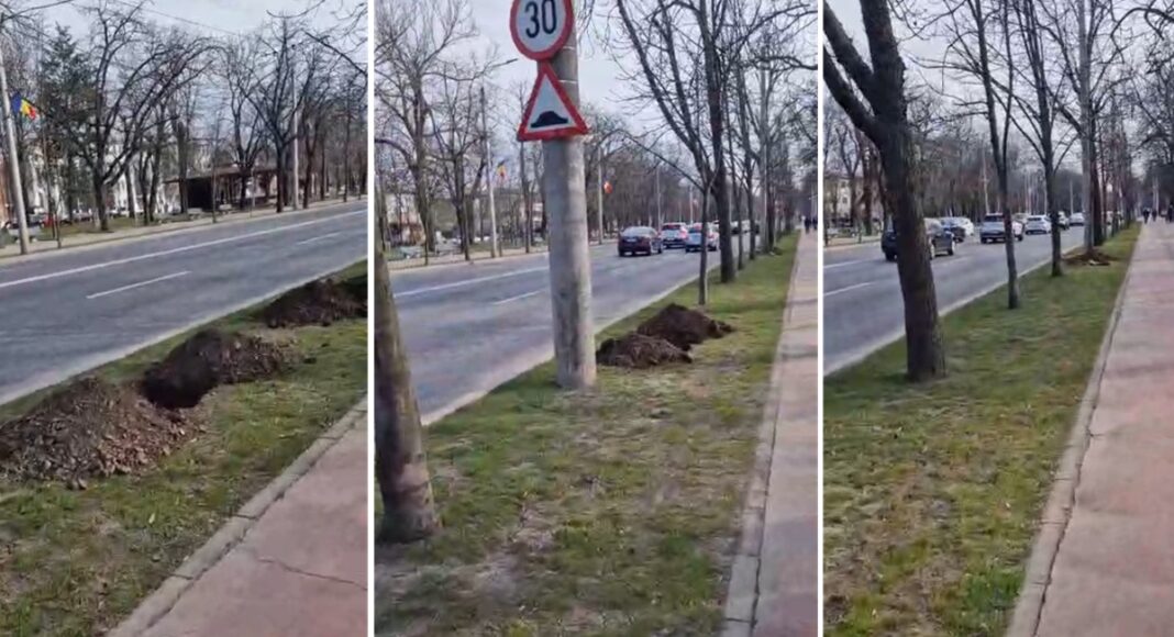 copaci Bulevard
