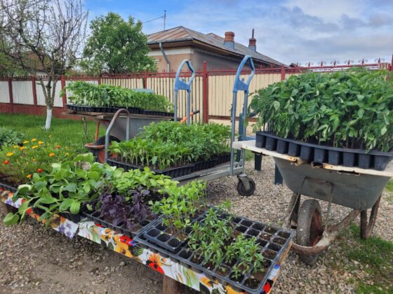 rasaduri balta doamnei