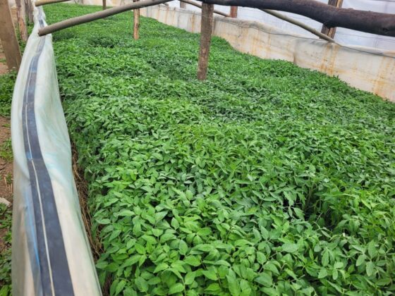 rasaduri balta doamnei