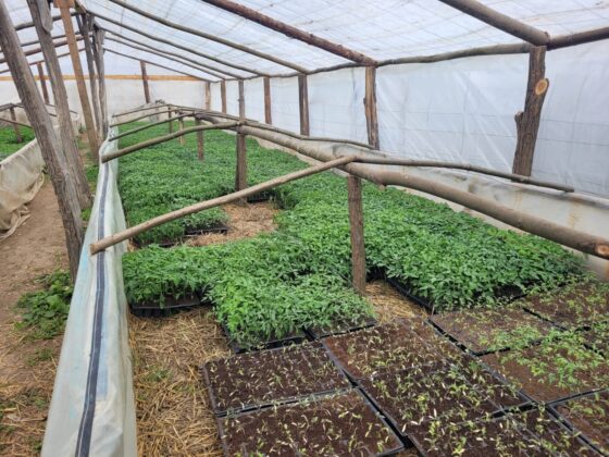 rasaduri balta doamnei