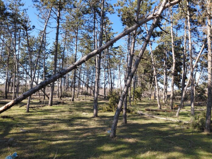 padure pini ploiesti