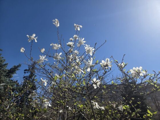 magnolii ploiesti