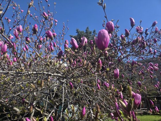 magnolii ploiesti