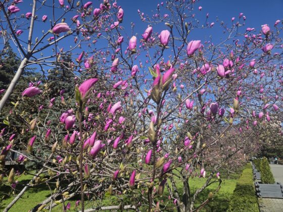 magnolii ploiesti