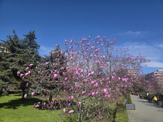 magnolii ploiesti