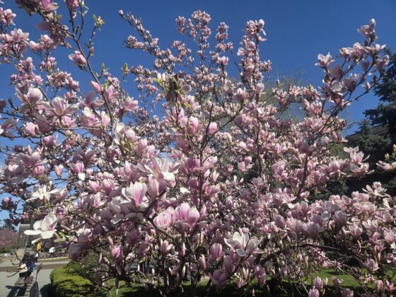 magnolii ploiesti
