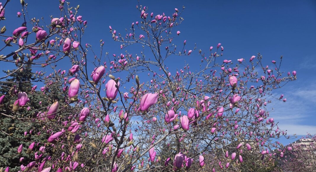magnolii ploiesti