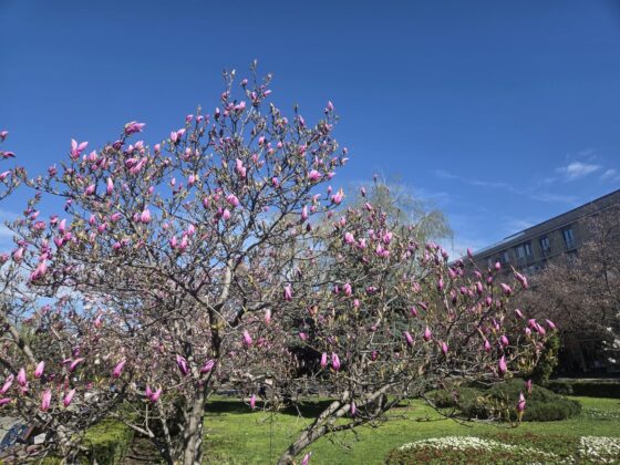 magnolii ploiesti