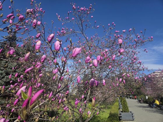 magnolii ploiesti