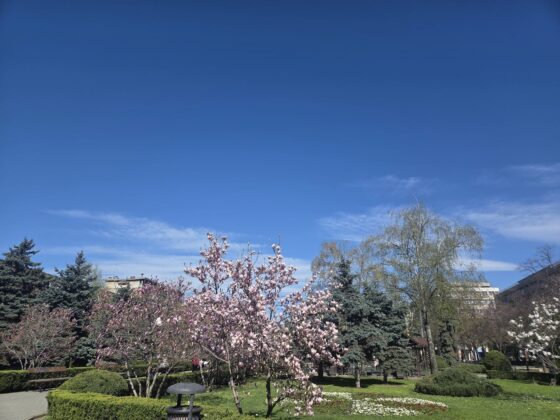 magnolii ploiesti