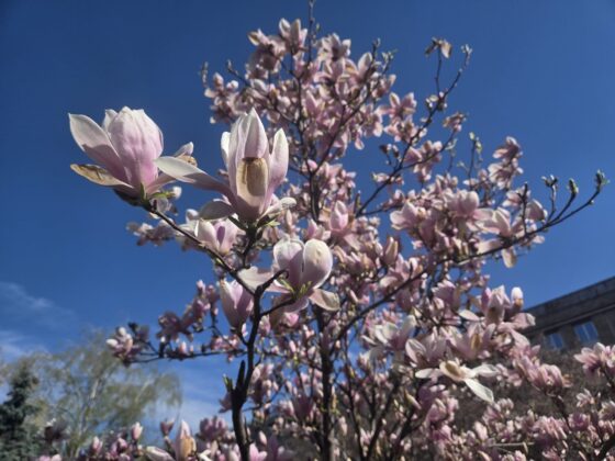 magnolii ploiesti