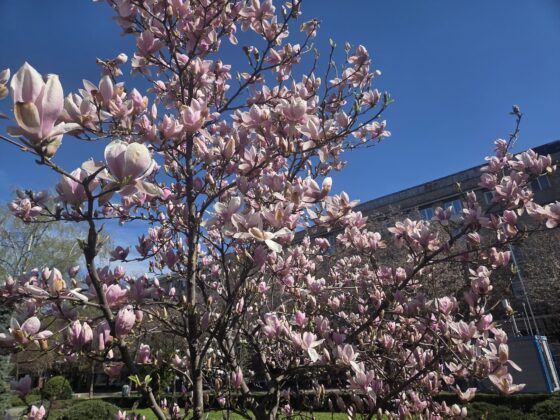 magnolii ploiesti