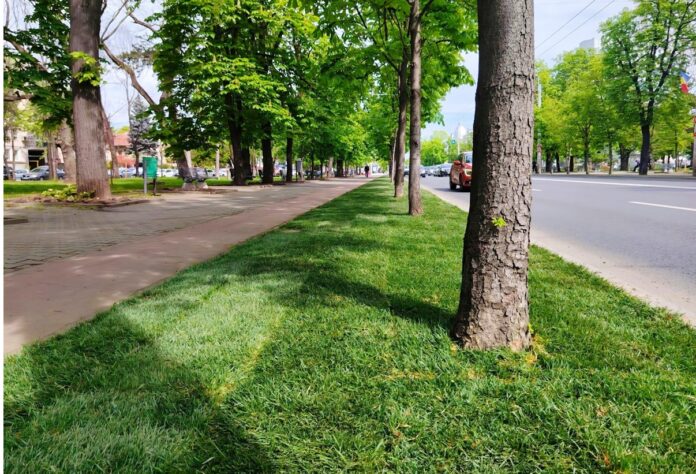 gazon Bulevardul Independenței