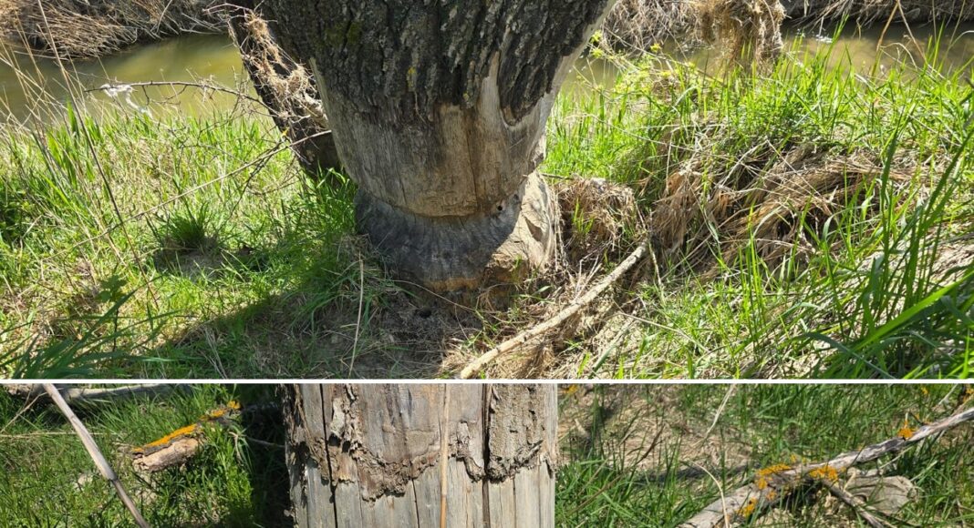 copaci castori