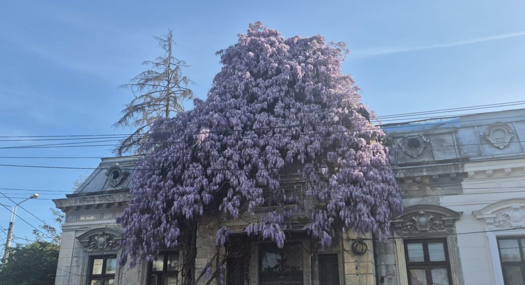 glicina Ploiești