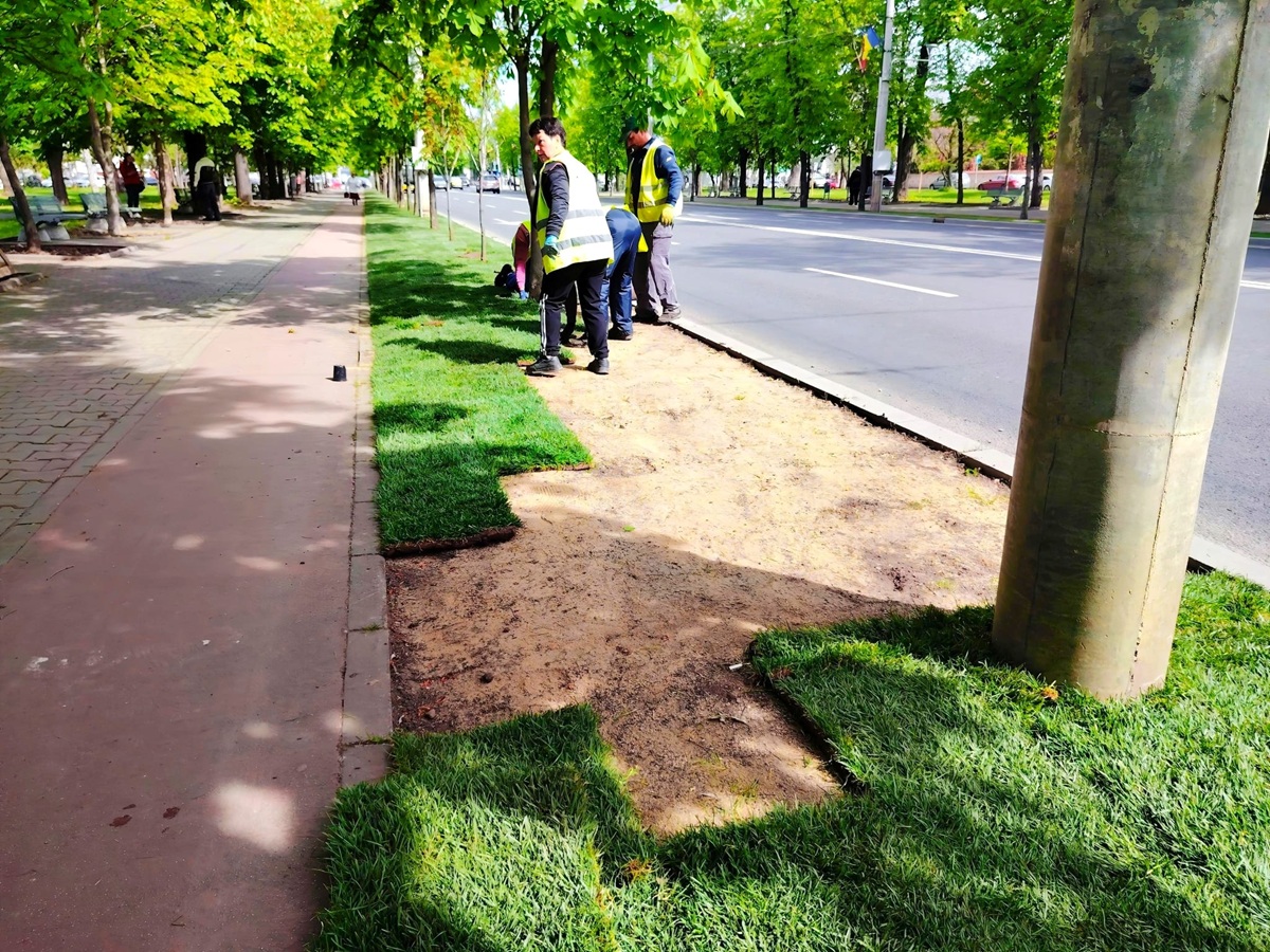 gazon Bulevardul Independentei