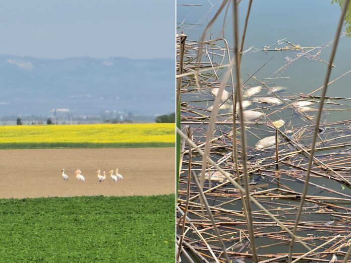 pelicani pesti morti