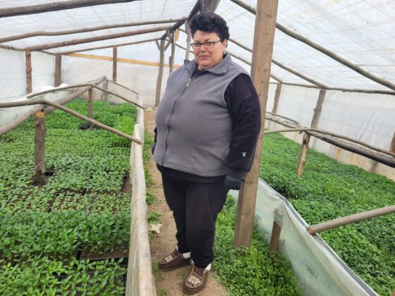 rasaduri balta doamnei