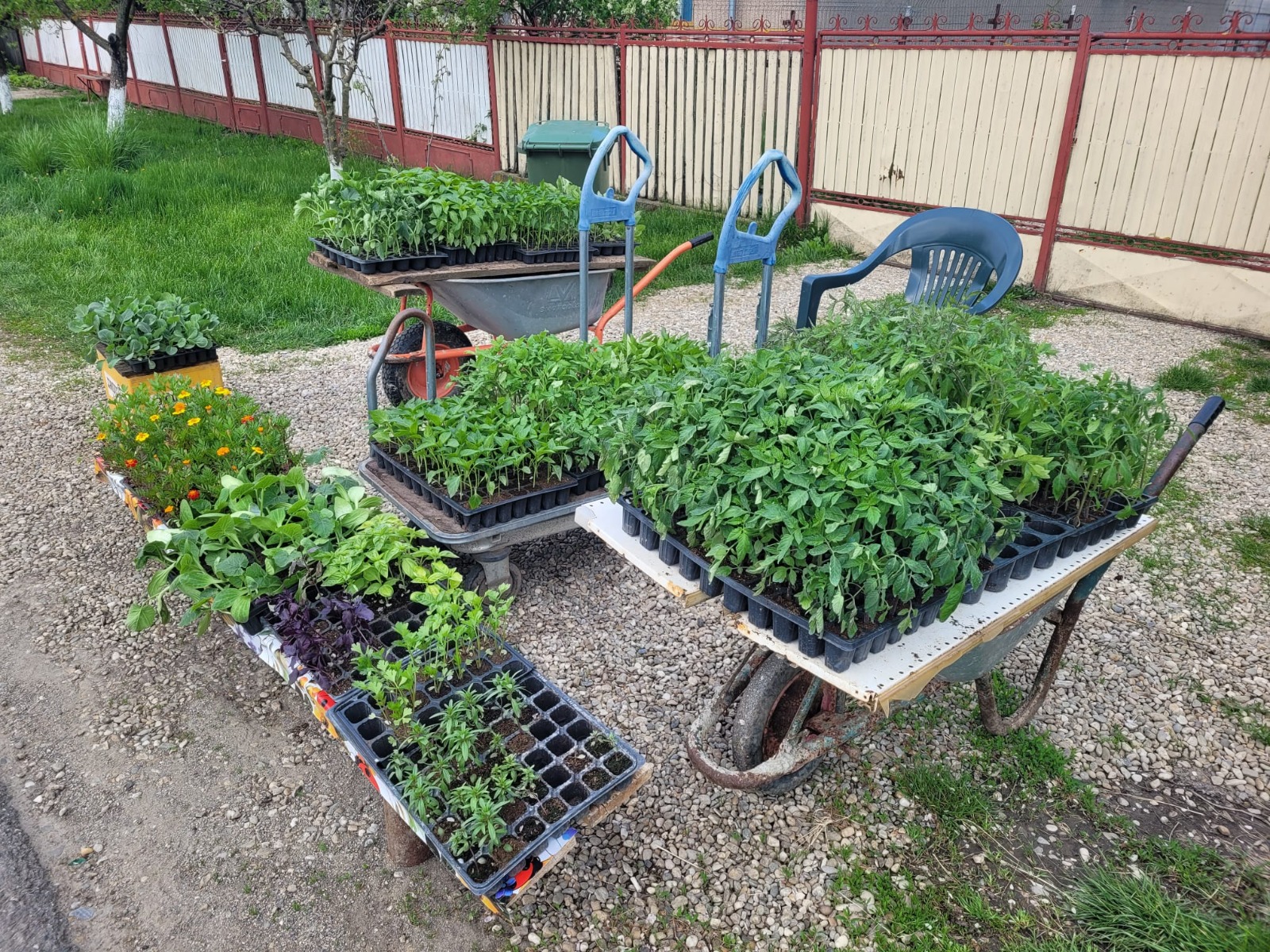 rasaduri balta doamnei