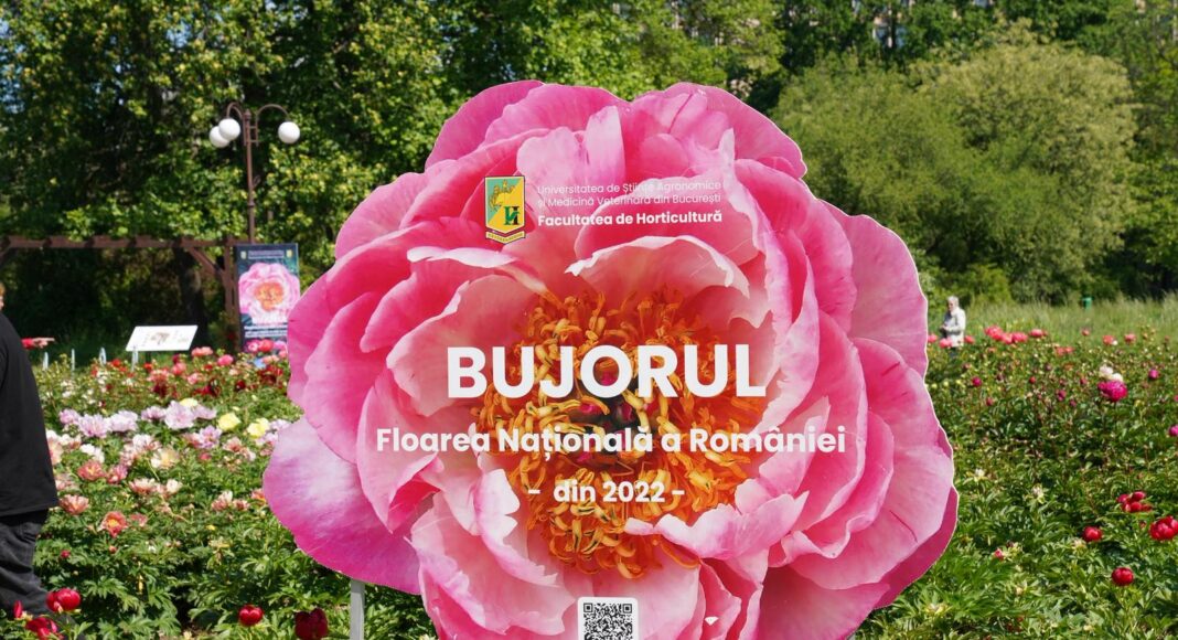 Bujorul Madrigal