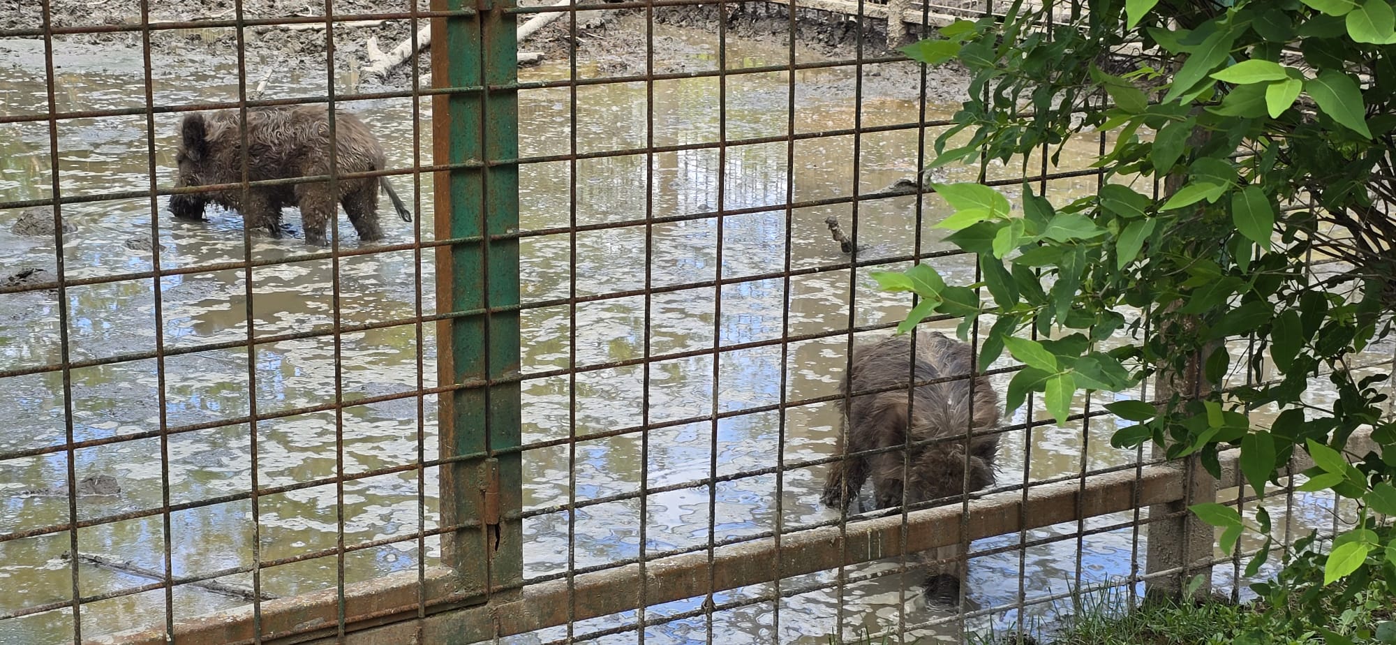 animale Zoo