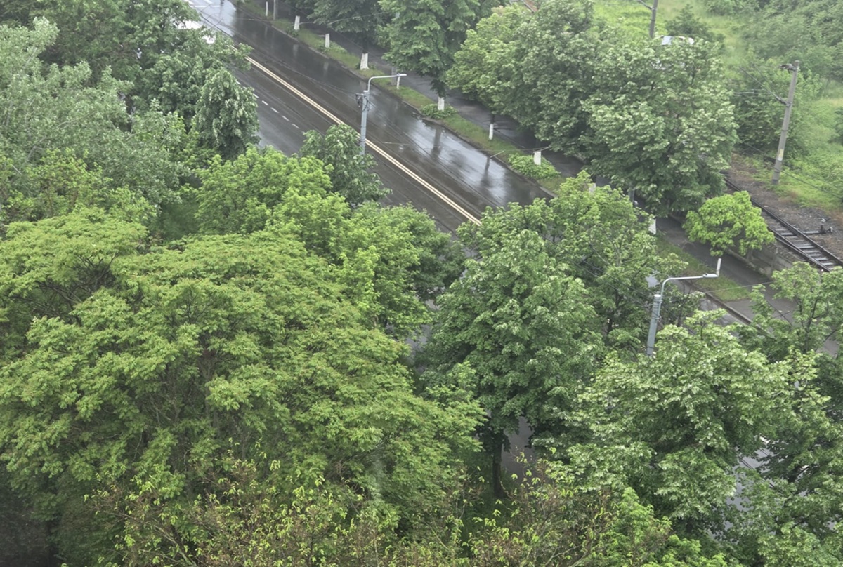 arbori