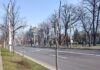 Aproape 4.000 de arbori plantați în Ploiești. Lista zonelor unde au avut loc plantări arbori plantati