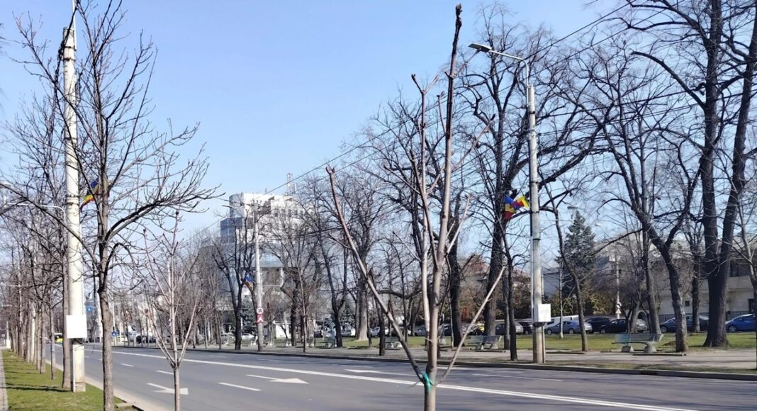 arbori plantati