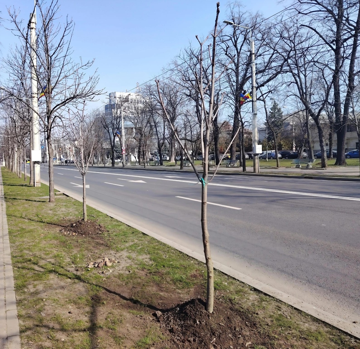 arbori plantati