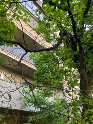 copaci uscati ploiesti