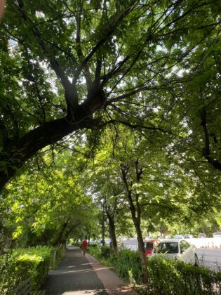 copaci uscati ploiesti