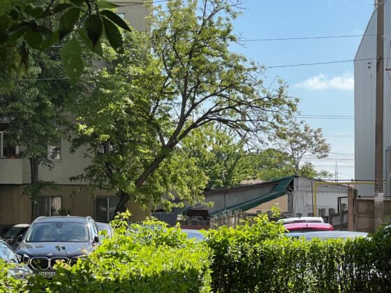 copaci uscati ploiesti