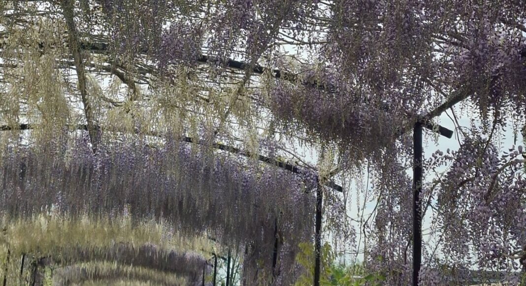 glicina