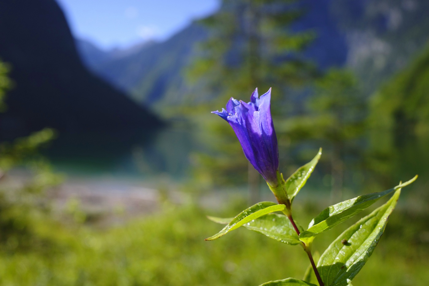 gentiana
