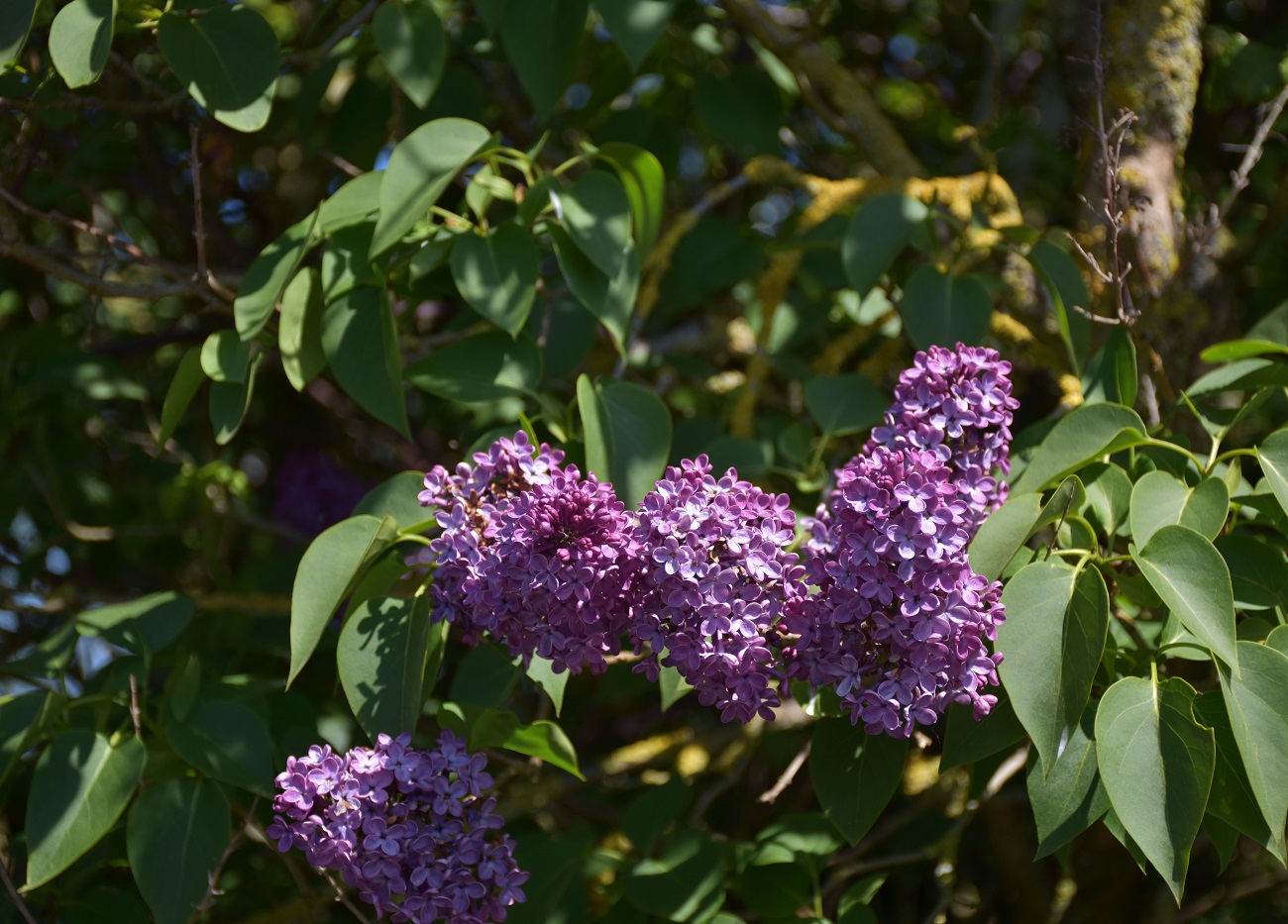 liliac